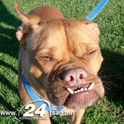 ap_ugly_dog_contest_ss1_jt_110625_ssh