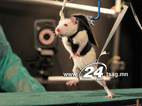 rat