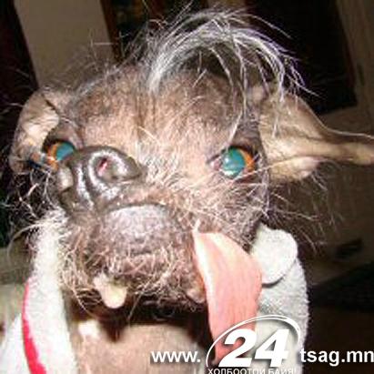 ap_ugly_dog_contest_ss1_jt_110625_ssh