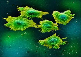 havdar_virus-middle havdar_virus-middle