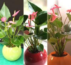 images images