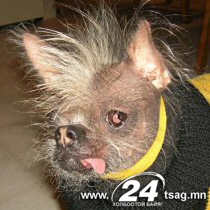 ap_ugly_dog_contest_ss1_jt_110625_ssh