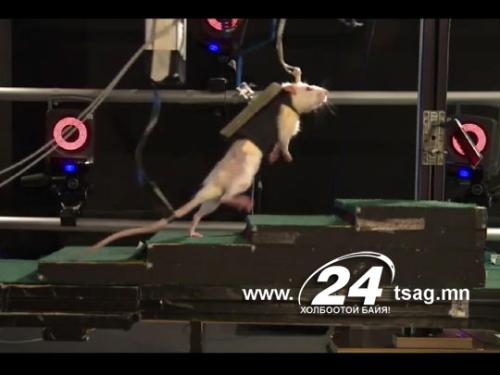 rat