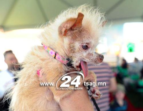 ap_ugly_dog_contest_ss1_jt_110625_ssh