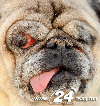 ap_ugly_dog_contest_ss1_jt_110625_ssh
