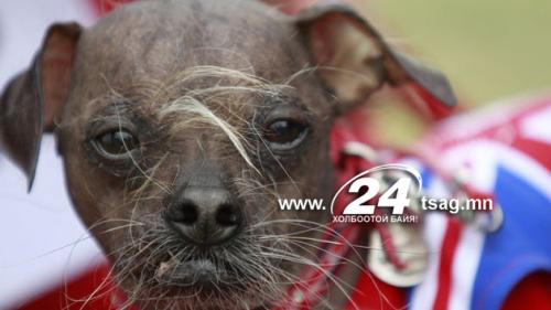 ap_ugly_dog_contest_chinese_crested_lt_120623_wmain