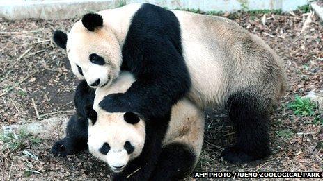 _61377088_pandas _61377088_pandas
