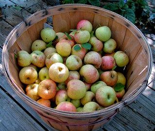 apple_many-middle