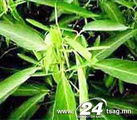 390Dionaea_muscipula15