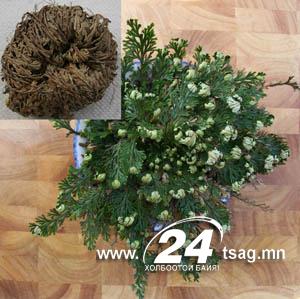 390Dionaea_muscipula15