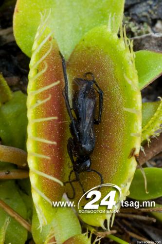 390Dionaea_muscipula15
