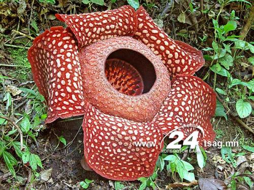 390Dionaea_muscipula15