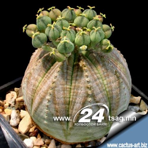 390Dionaea_muscipula15