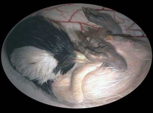 penguin-egg