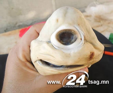 a98333_new-species_1-yoda-bat