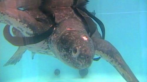 abc_wnn_turtle_rescue_jt_120923_wmain