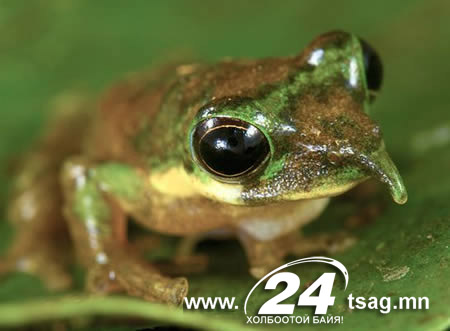 a98333_new-species_1-yoda-bat