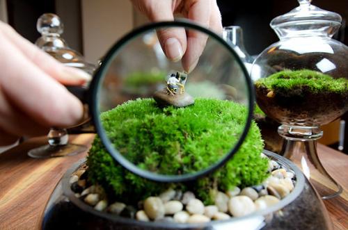 terrarium4