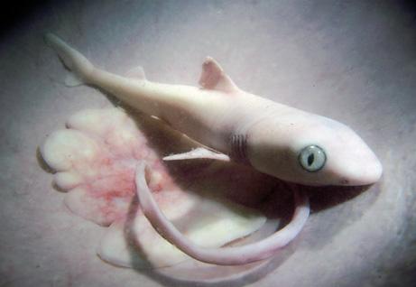 090508-02-in-the-womb-lemon-shark_big