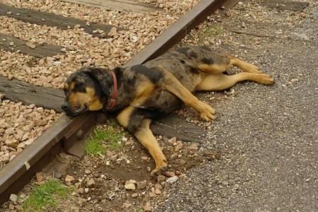 dog-railway-tracks dog-railway-tracks