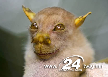 a98333_new-species_1-yoda-bat