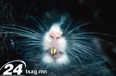a98333_new-species_1-yoda-bat