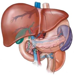 liver2-middle liver2-middle