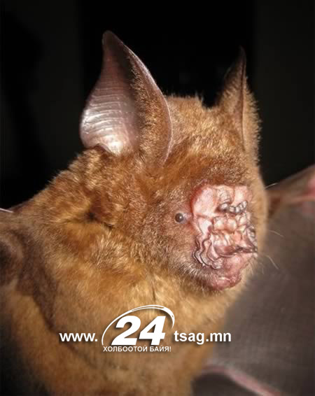 a98333_new-species_1-yoda-bat