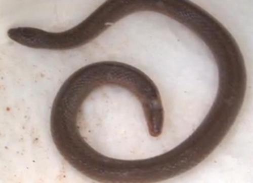 2_headed_snake_5744