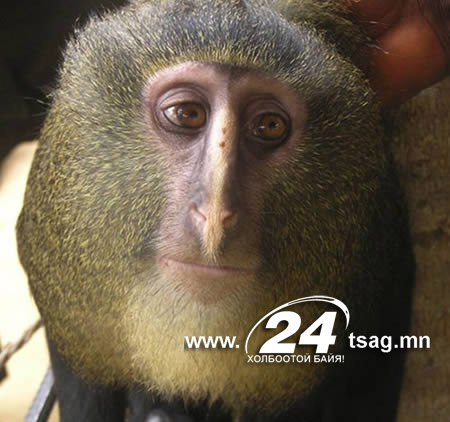 a98333_new-species_1-yoda-bat
