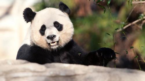 gty_panda_dm_120917_wmain