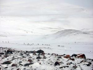 ан амьтадад