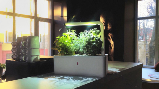 smart-herb-garden-no-sun-soil-640x360