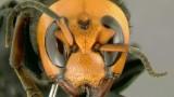 130927005316-asian-killer-hornet-wall-4-tease 130927005316-asian-killer-hornet-wall-4-tease