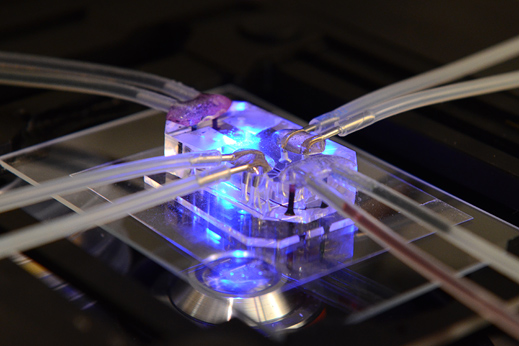 lung-on-chip