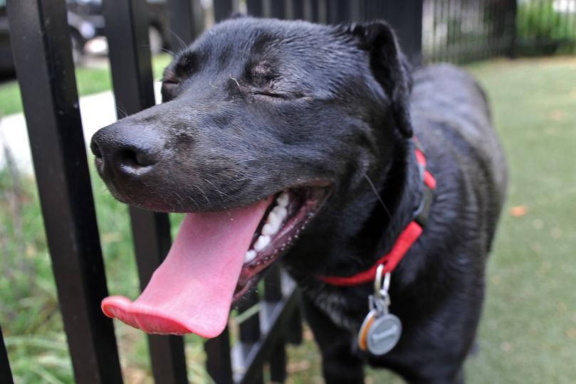 Colorado-man-suing-for-1M-in-damages-after-police-kill-his-dog