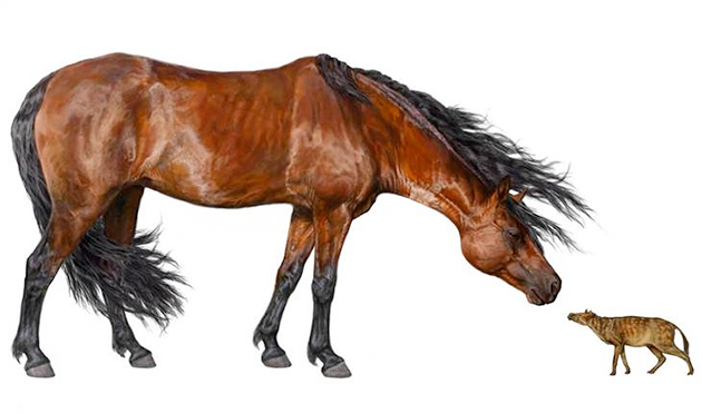 136b25c6-8b8b-47b5-953f-3f9e3a533795_d1106horse