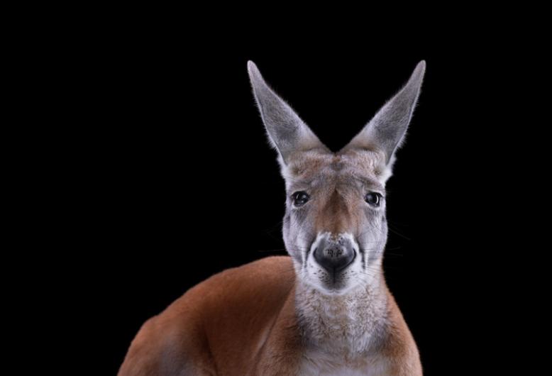 17) Kangaroo3