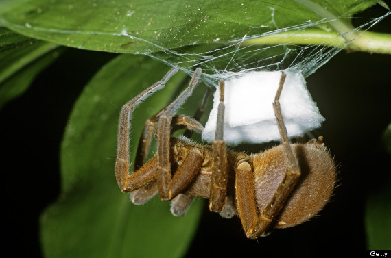 o-BRAZILIAN-WANDERING-SPIDER-570