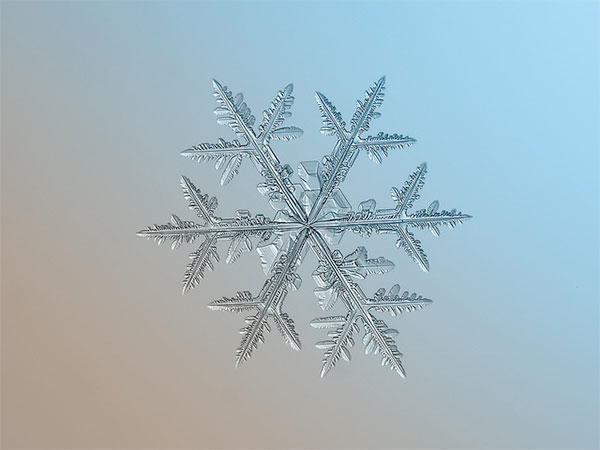 makrosemka-snezhinok_1