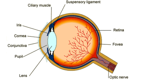 _71800660_bieyestructure