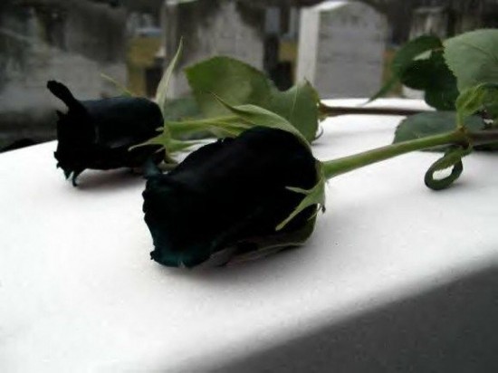 Halfeti-black-roses3-550x412