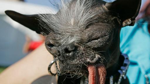 AP_elwood_ugliest_dog_jt_131130_16x9_992 AP_elwood_ugliest_dog_jt_131130_16x9_992