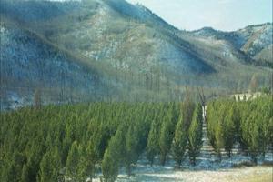 32_d2abc4264d6c38f89b3445e6811887f55ff96a4e_500x500