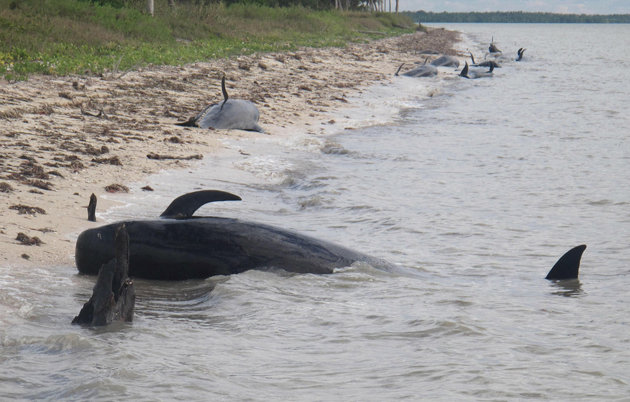 Whales2