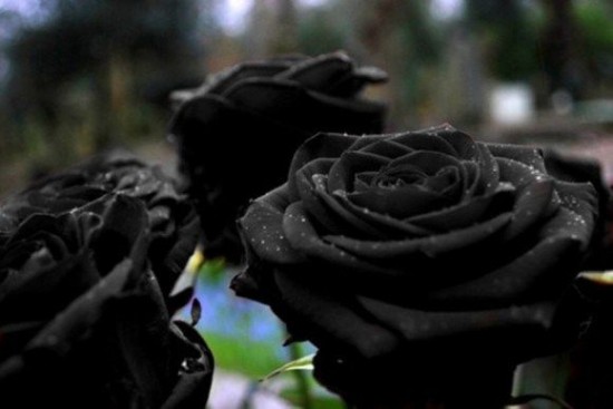 Halfeti-black-roses4-550x367