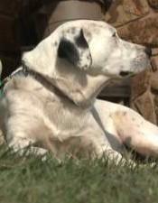 img-Dog-brings-dead-baby-to-home1