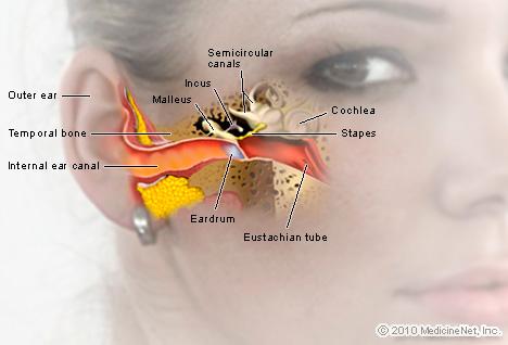 detail_ear detail_ear