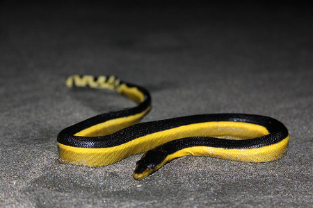 a98564_YellowBelliedSeaSnake
