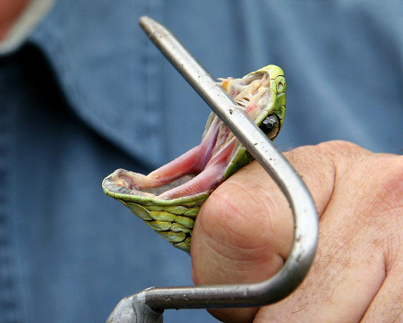 a98564_YellowBelliedSeaSnake